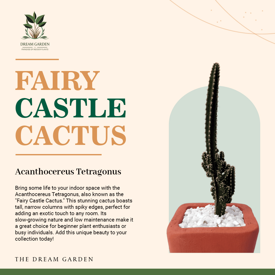 Fairy Castle Cactus Plant (Acanthocereus Tetragonus) - Indoor Plant. 