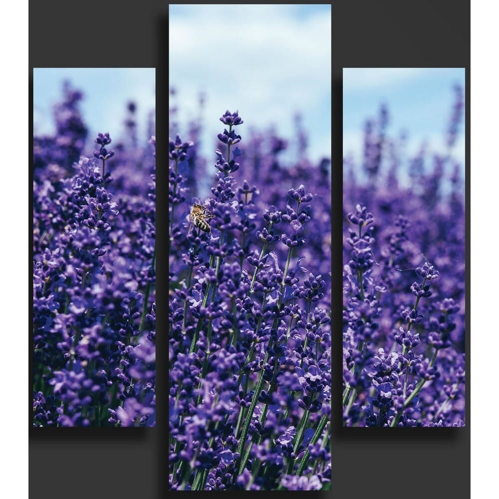 Three (3)Pieces Modern HD Printed Home Decor Wall Art Framed  -  Lavender Fields. 