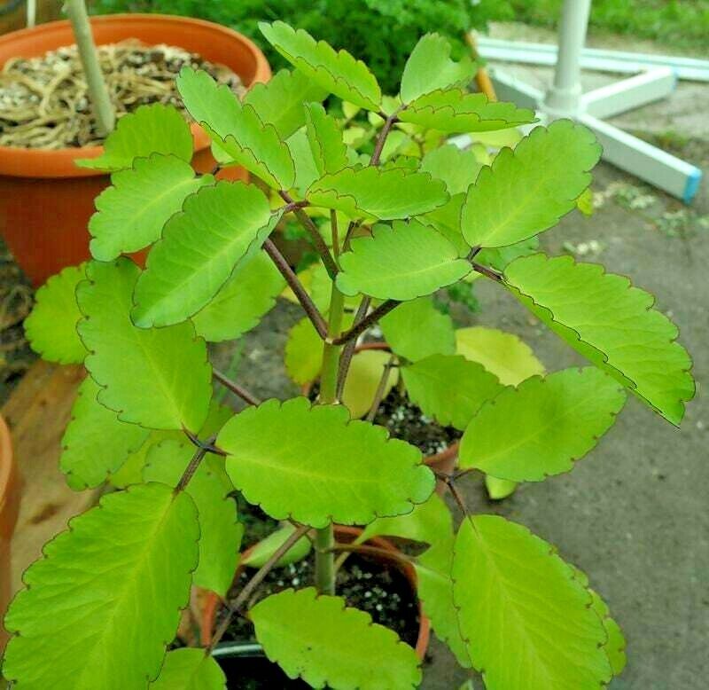 Akkapana Harbal Plant. 
