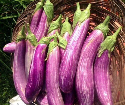 Hodie Leniri Eggplant Wambatu Beeja Brinjal Marina F1 Hybrid