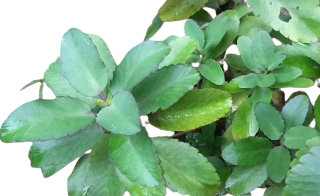 Akkapana 20 fresh leaves for home remedies | Daraz.lk