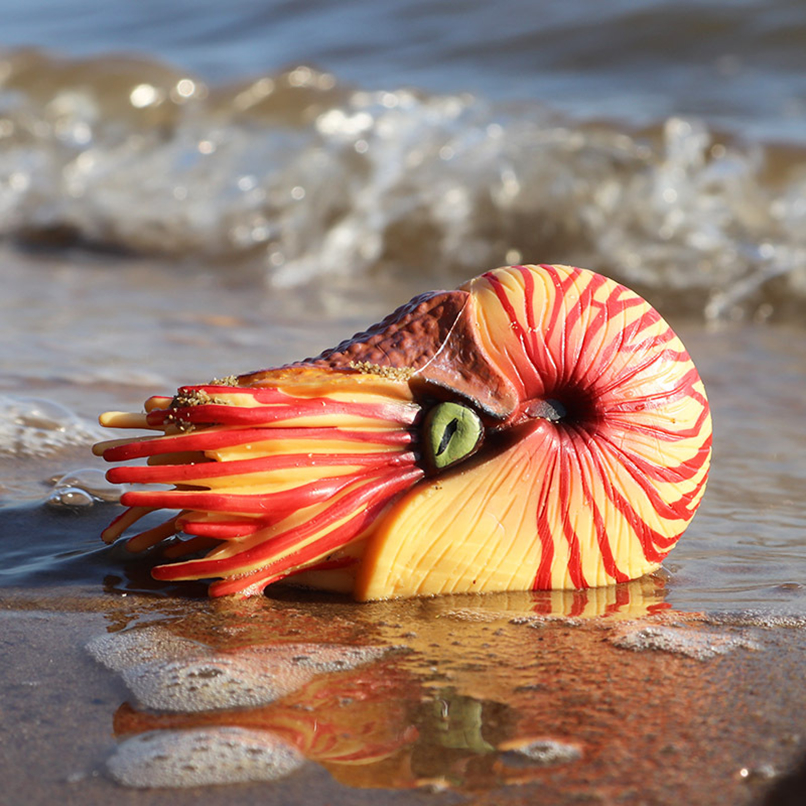 Nautilus Model Smallest Detail ulation Ocean Sea Animal Model Figures: Buy Online at Best Prices in SriLanka Nautilus Model Smallest Detail ulation Ocean Sea Animal Model Figures: Buy Online at Best Prices in SriLanka