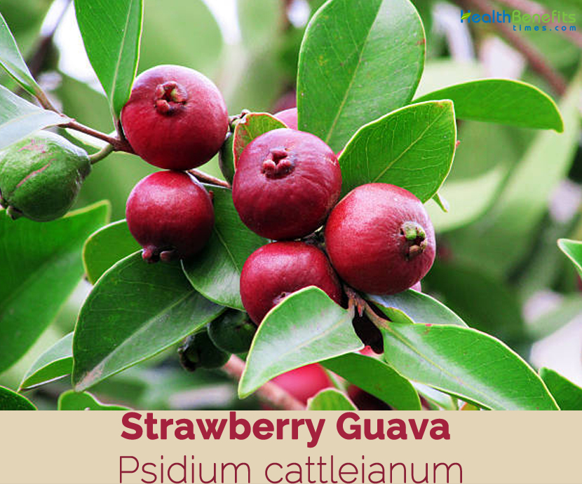 Fruit plant