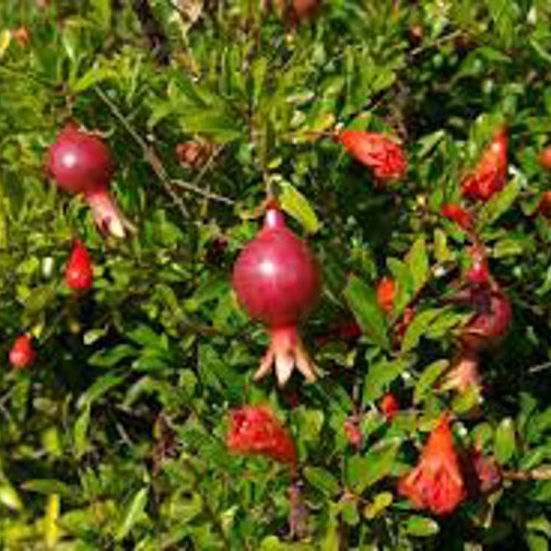 promaganate plant/delum plant/ fruit plants. 
