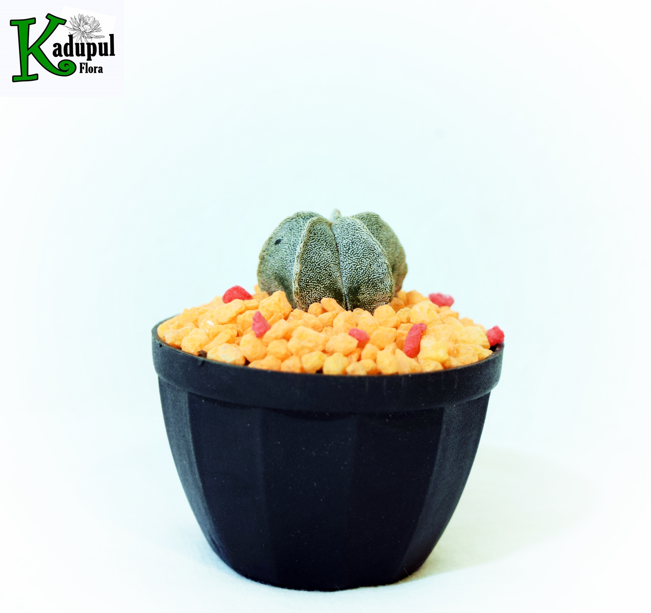 Cactus Astro Plant Ash Daraz.lk