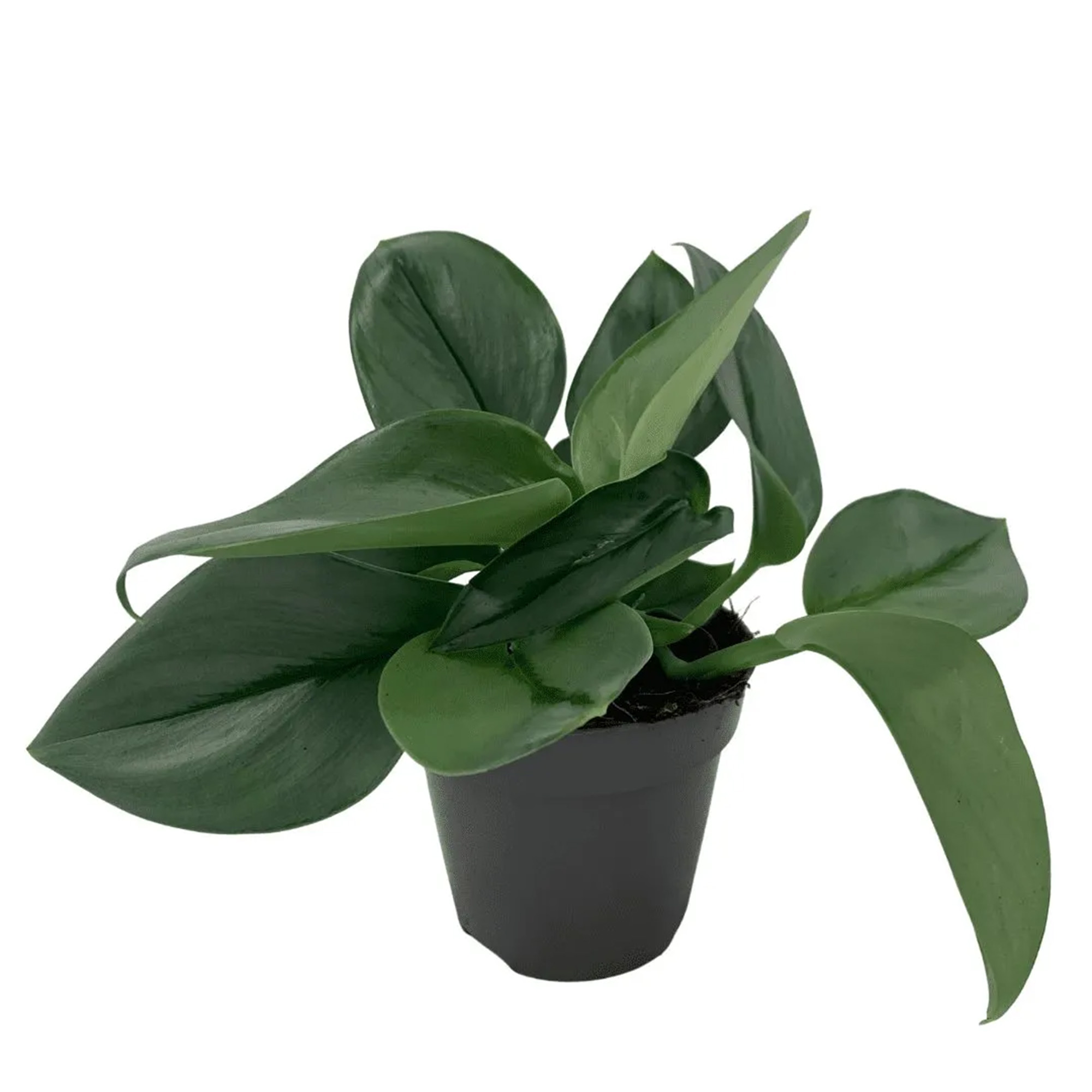 Money Plant / Golden Pothos/ Marble Queen/ N'joy /Heartleaf plant/Silver/Moonlight Pothos with pot. 