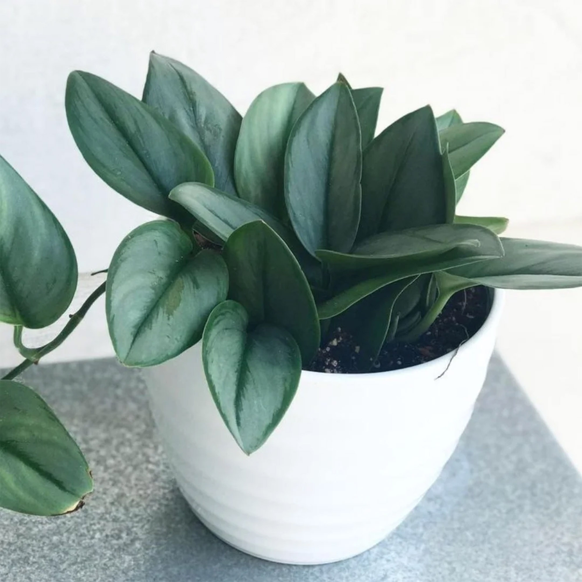 Money Plant / Golden Pothos/ Marble Queen/ N'joy /Heartleaf plant/Silver/Moonlight Pothos with pot. 