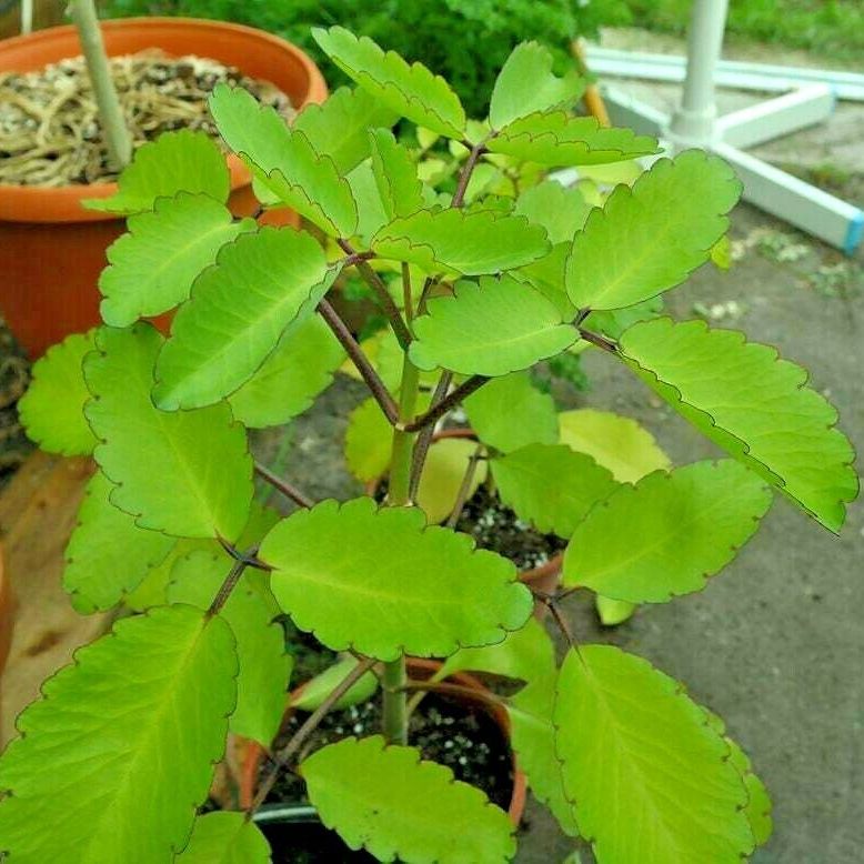 Akkapana Harbal Plant