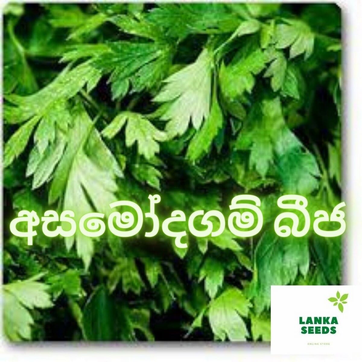 Buy asamodagam seeds Online at Best Price in Srilanka - Daraz.lk