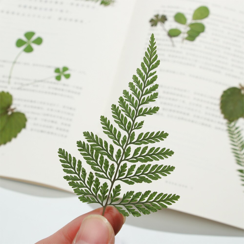 Natural Dry Leaves DIY Decorative Filling Materials Real Dried Pressed Flowers Assorted for Pressed Leaf Resin Mold Art Craft. 