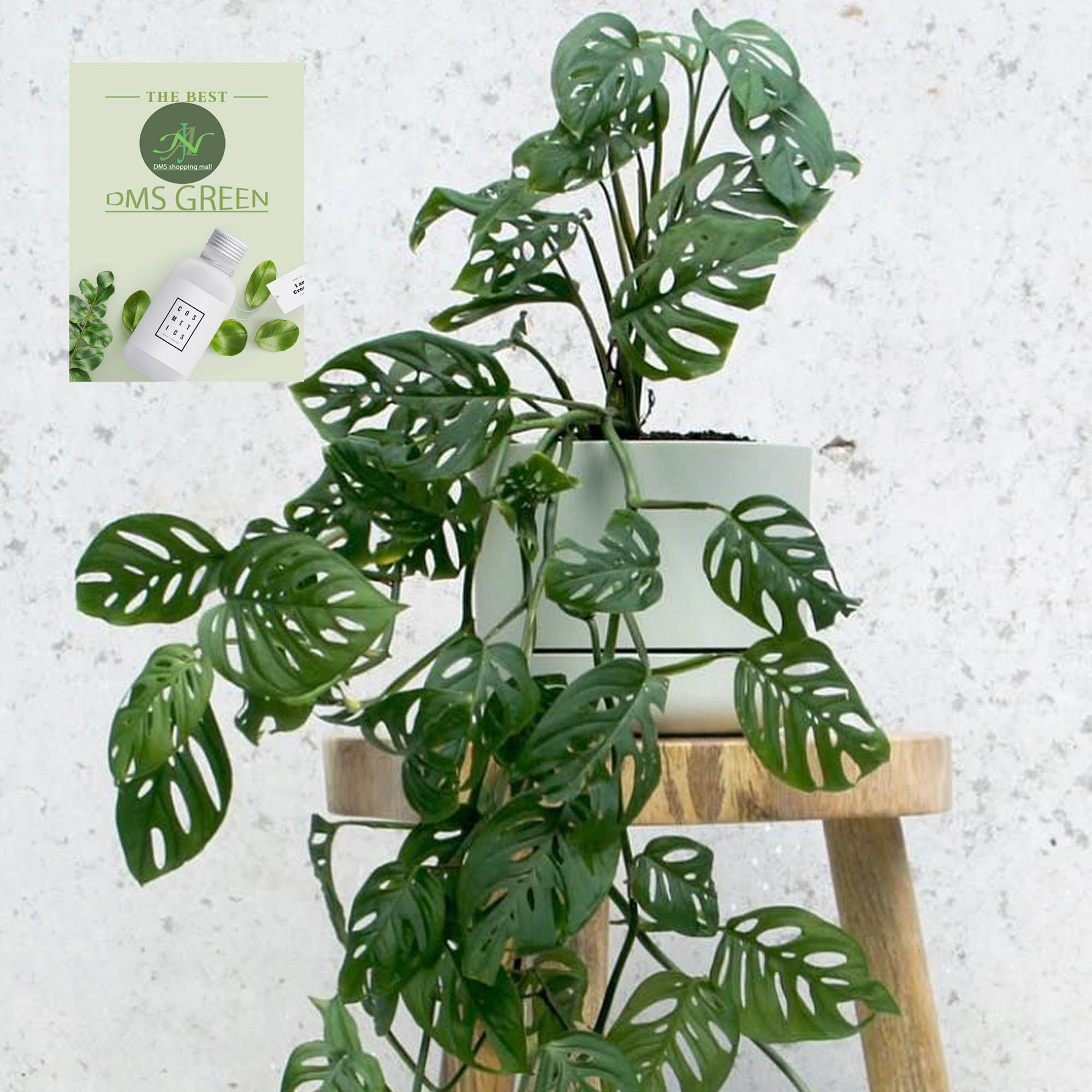 The Swiss cheese plant / Monstera adansonii with black pot. 