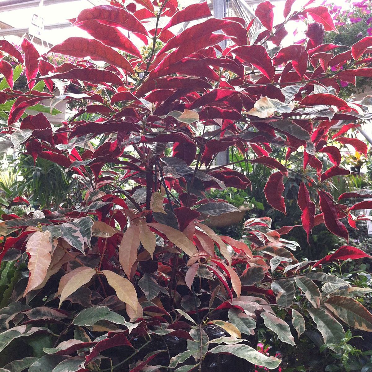 picara plant/red leaves plant / plant. 