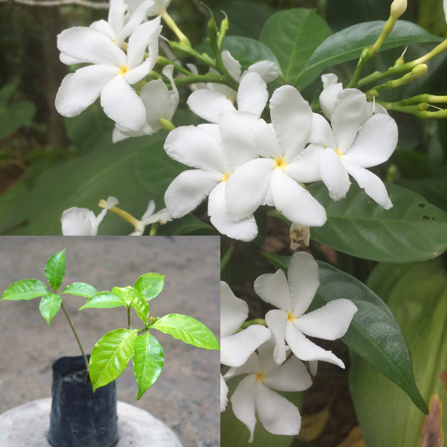 Wathusudda plant | Daraz.lk: Buy Online at Best Prices in Srilanka ...