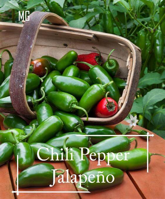 Organic Jalapeno Pepper Seeds - 30 seed *Pot Friendly* - Organic Seeds, Self Harvest, Pesticide Free - Mango Garden