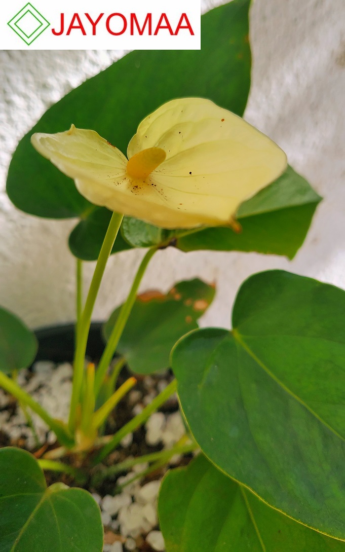 Anthurium plants - Vanilla Yellow -Bangkok variant - with flowers and pot for your loving home from JAYOMAA. 