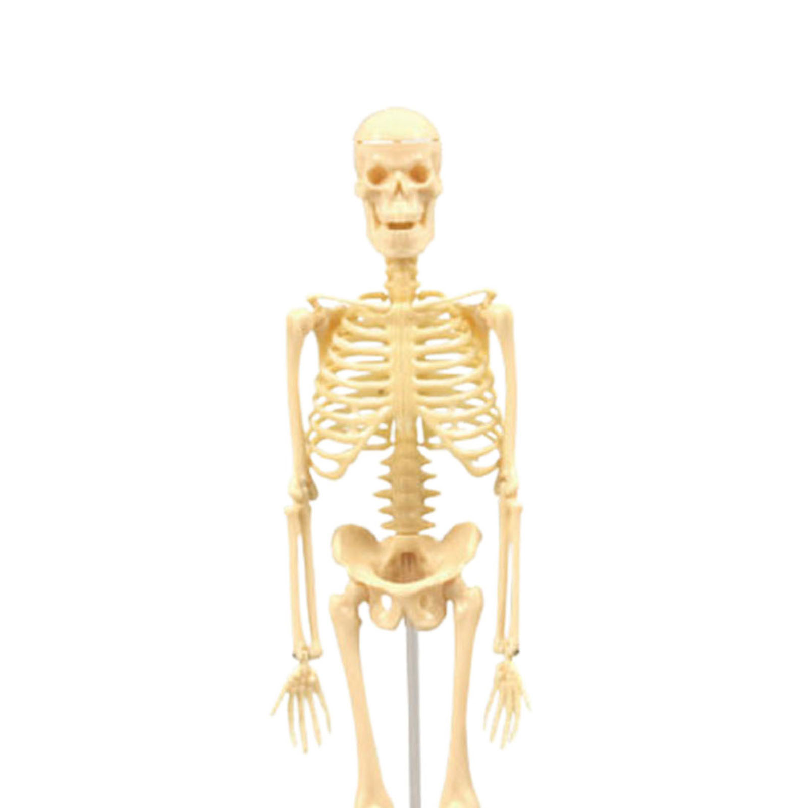 Skeleton Model Practical Ability Smooth Plastic Biological  Science Learning Kit for Kids. 