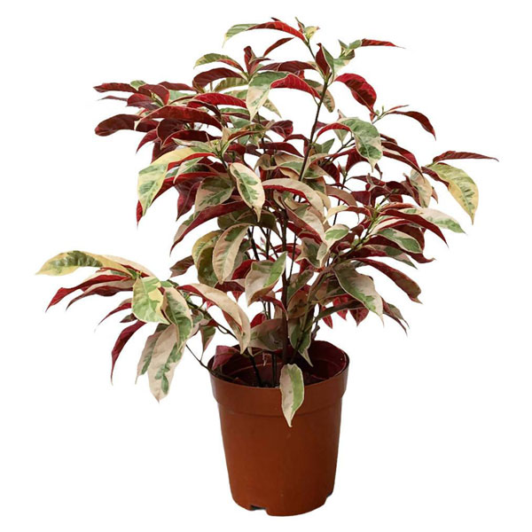 picara plant/red leaves plant / plant