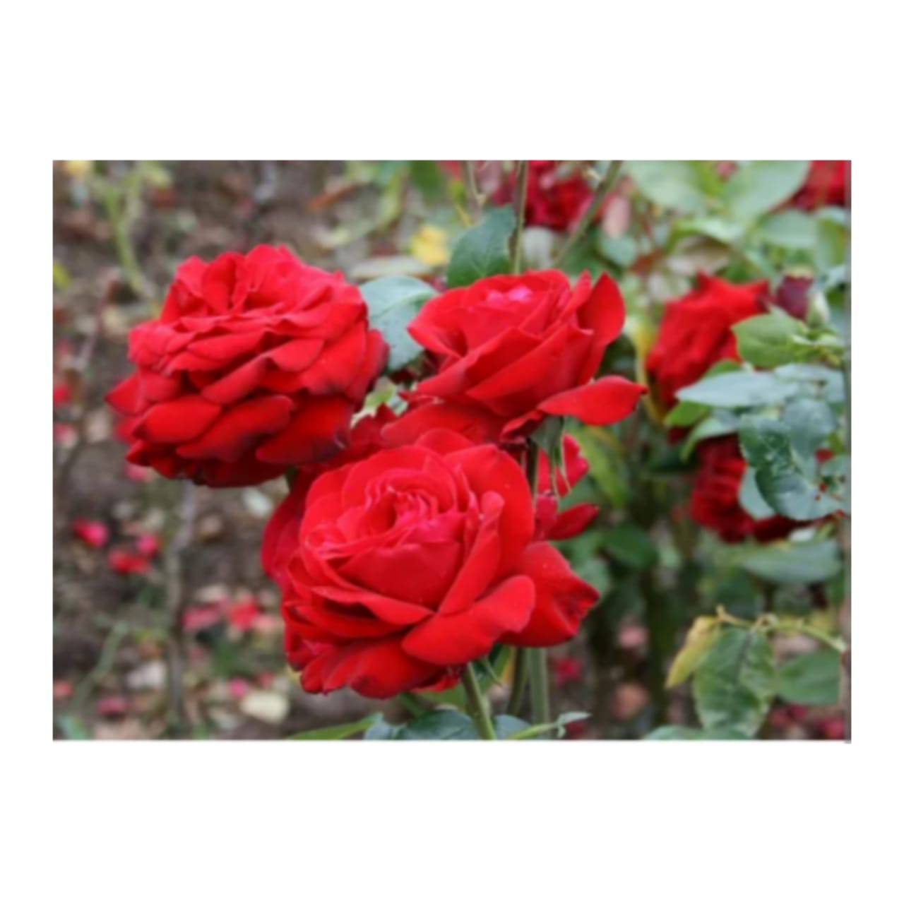 Natural Red Rose Plants,Live Rose Plants,Rose Plants,Flower Plants ...