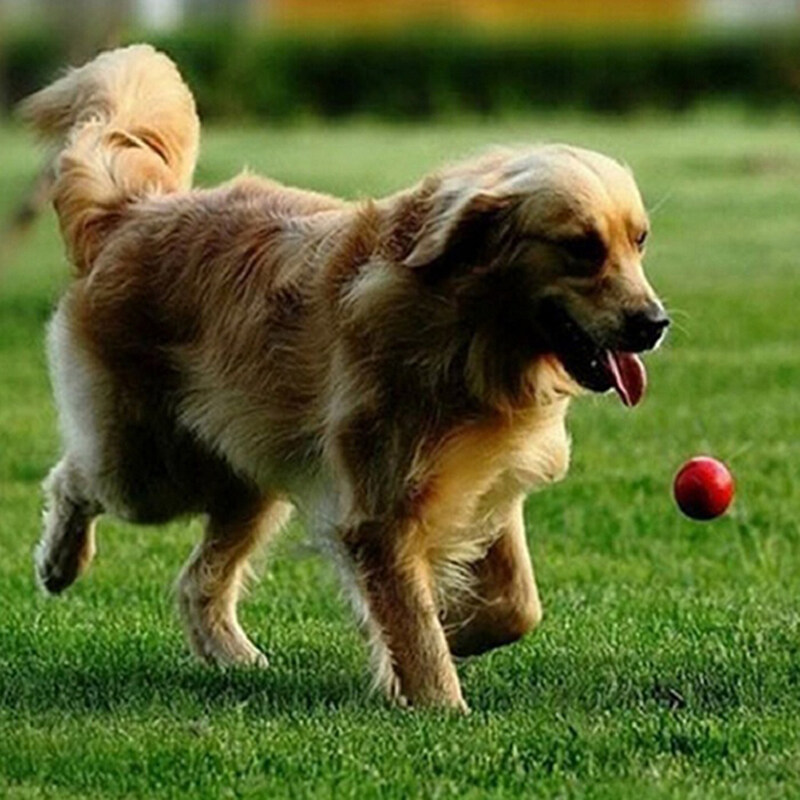 Indestructible Solid Rubber Ball Pet cat Dog Training Chew Play Fetch Bite Toy. 