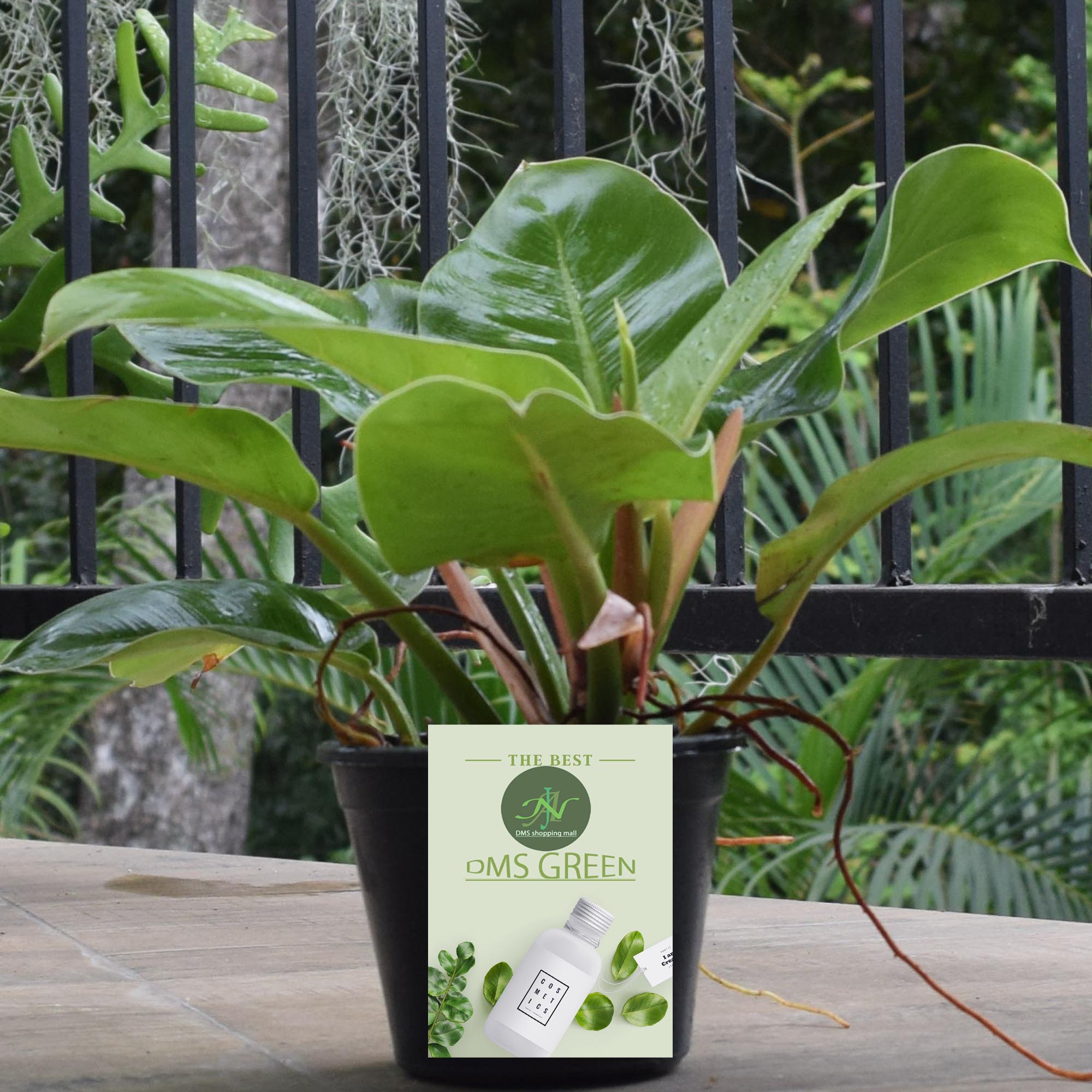 ginger root plant Chinese Keys Ginger Plants main image 1