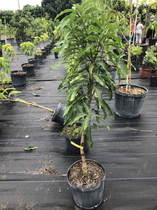 TOM E J C Mango Tree 2 + years | Grow bag