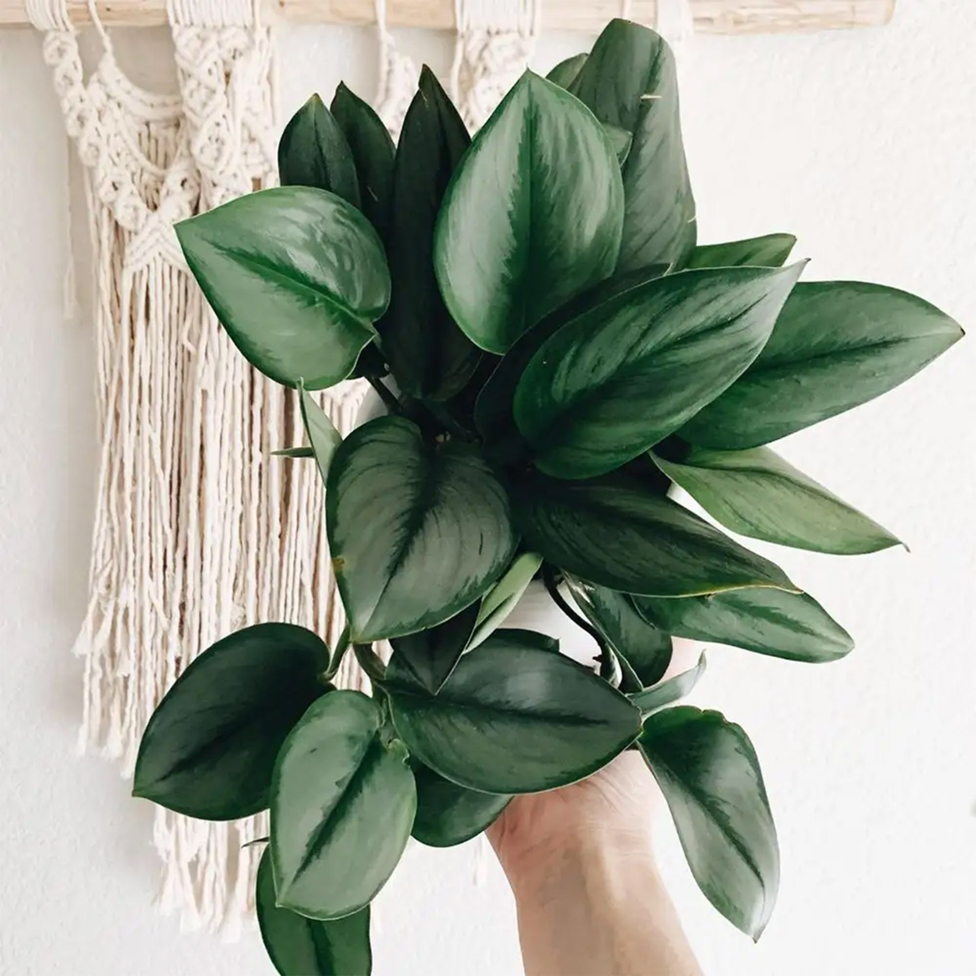 Money Plant / Golden Pothos/ Marble Queen/ N'joy /Heartleaf plant/Silver/Moonlight Pothos with pot. 