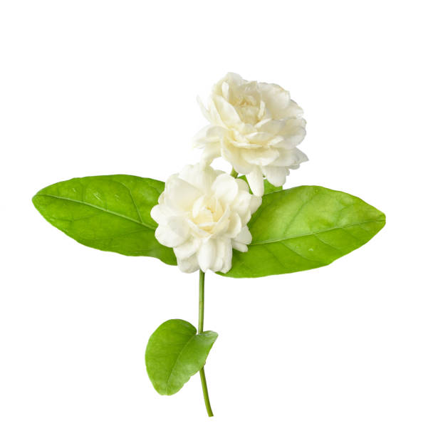 White jasmine flower plant. 