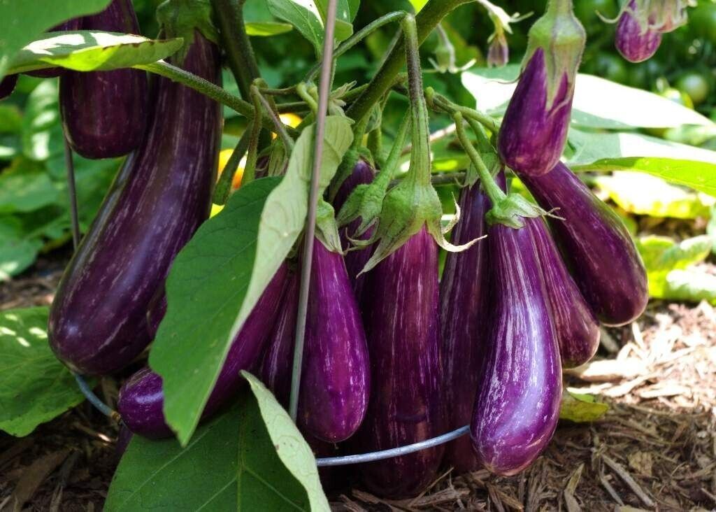 Hodie Leniri Eggplant Wambatu Beeja Brinjal Marina F1 Hybrid