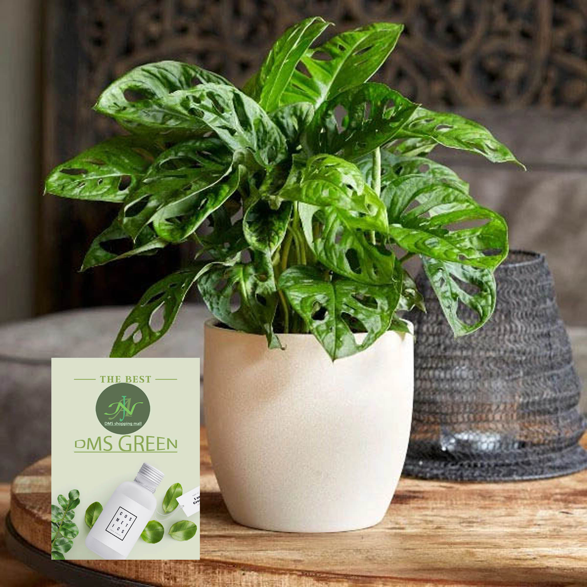 The Swiss cheese plant / Monstera adansonii with black pot. 