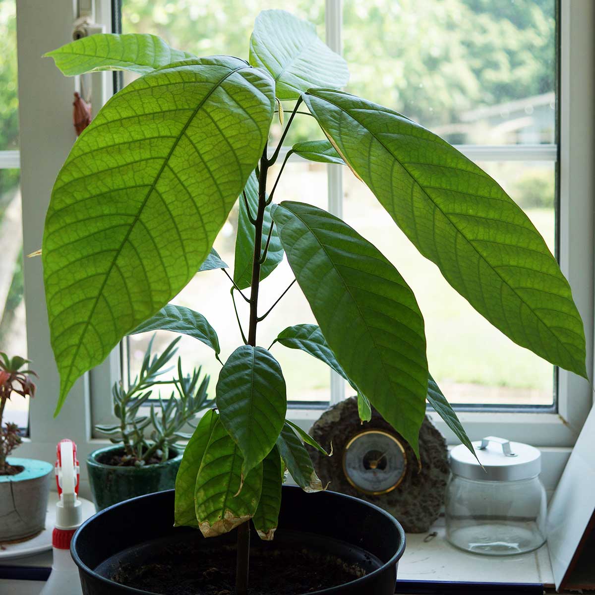 Coco plant/Cocova/chocolate plant. 