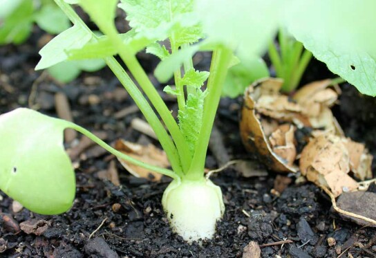 White Radish/Bola Raabu Seeds For Home Garden. 