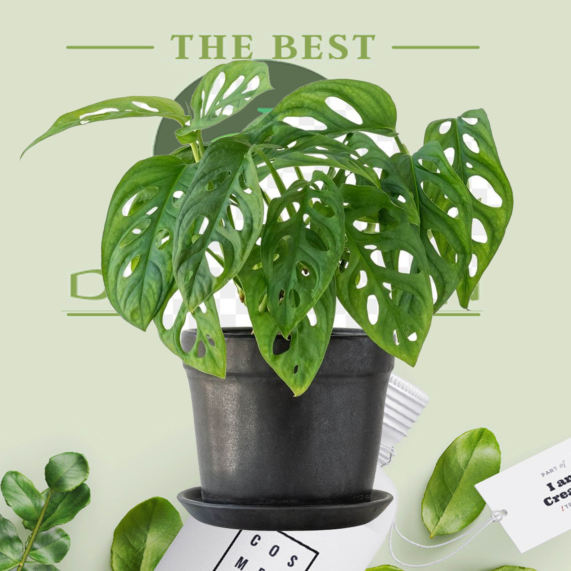 The Swiss cheese plant / Monstera adansonii with black pot. 