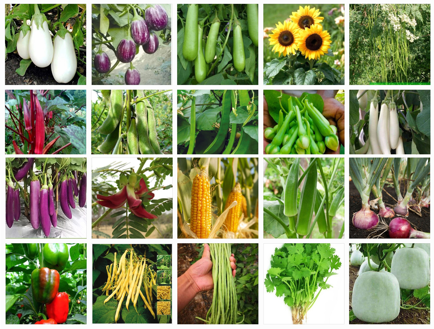 Vegetable Seeds. 