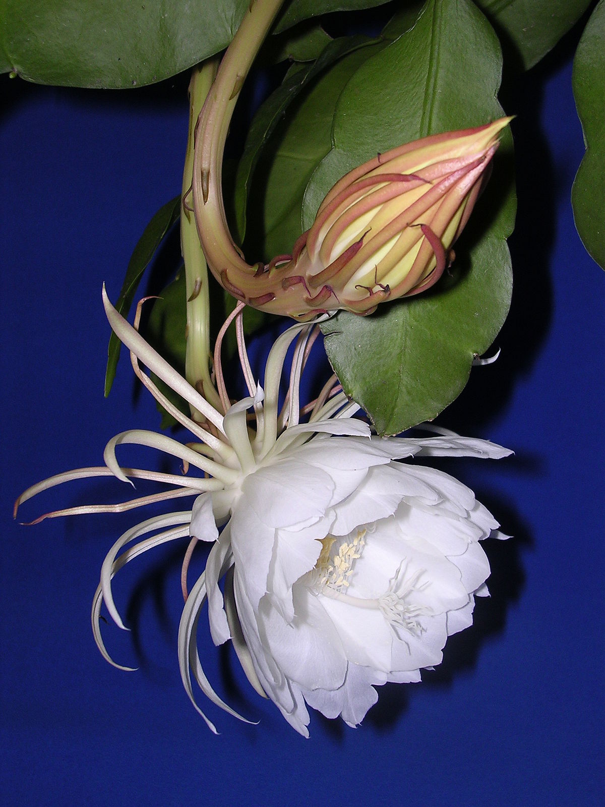 Kadupul Plant. 