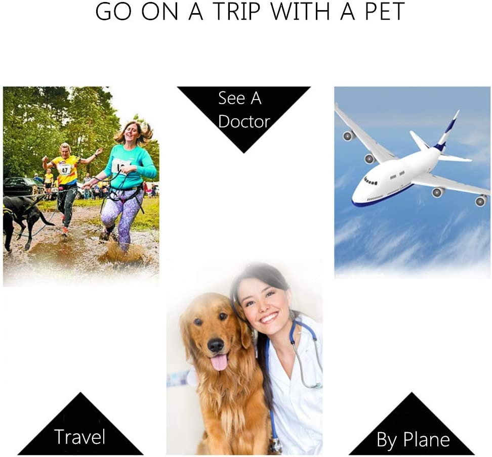 Small Pet IATA Approved Airline Travel Carrier Crate Pets Dog Cat Air Flight Box Checked Vet Visit Kennel Portable Foldable Breathable High Quality ABS PP Plastic Material Car Case Dogs Cats Medium Chrome Door Food Water Cup. 