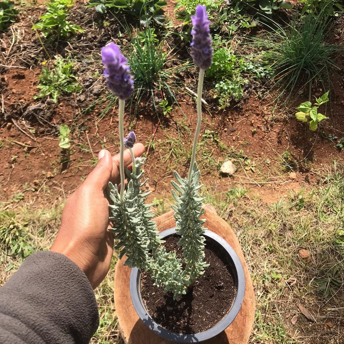 Flowers Grow In Sri Lanka Best Flower Site