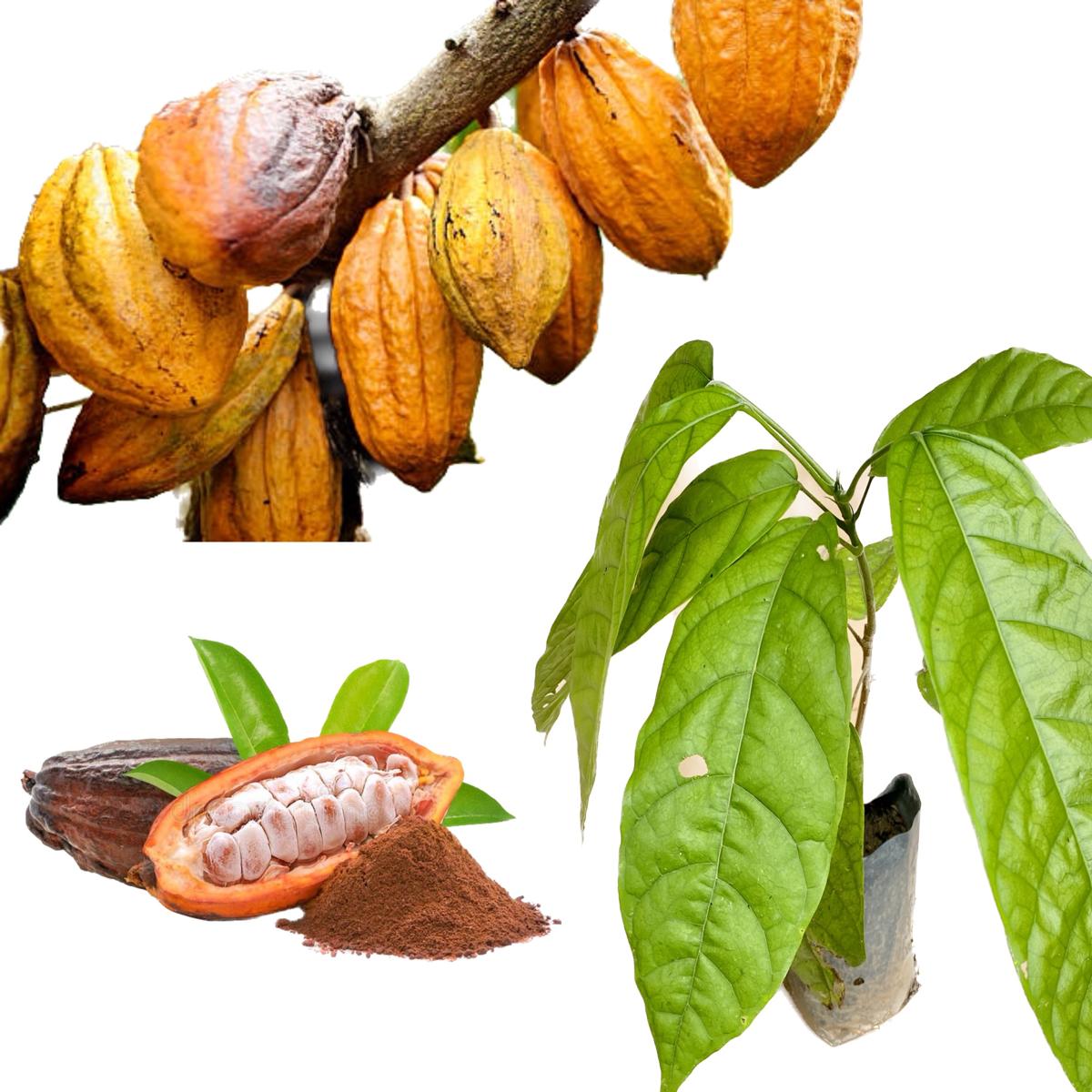 Cocoa fruit chocolate plant
