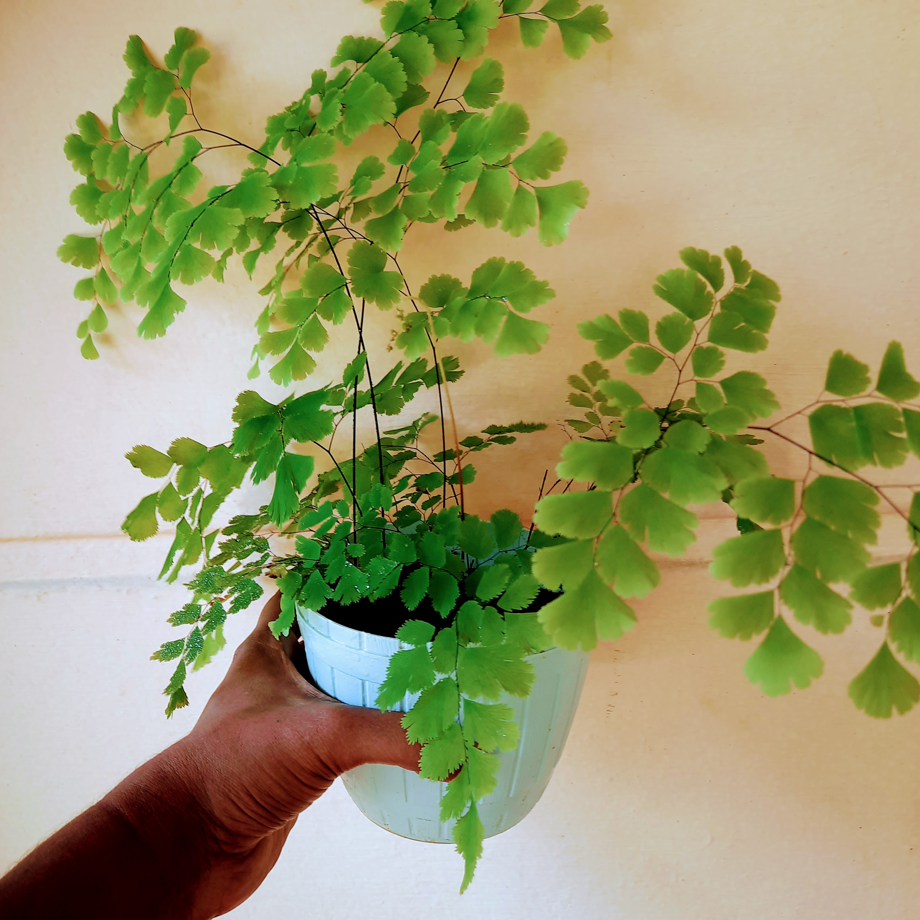 Indoor plant with pot - Southern Maidenhair Fern. 