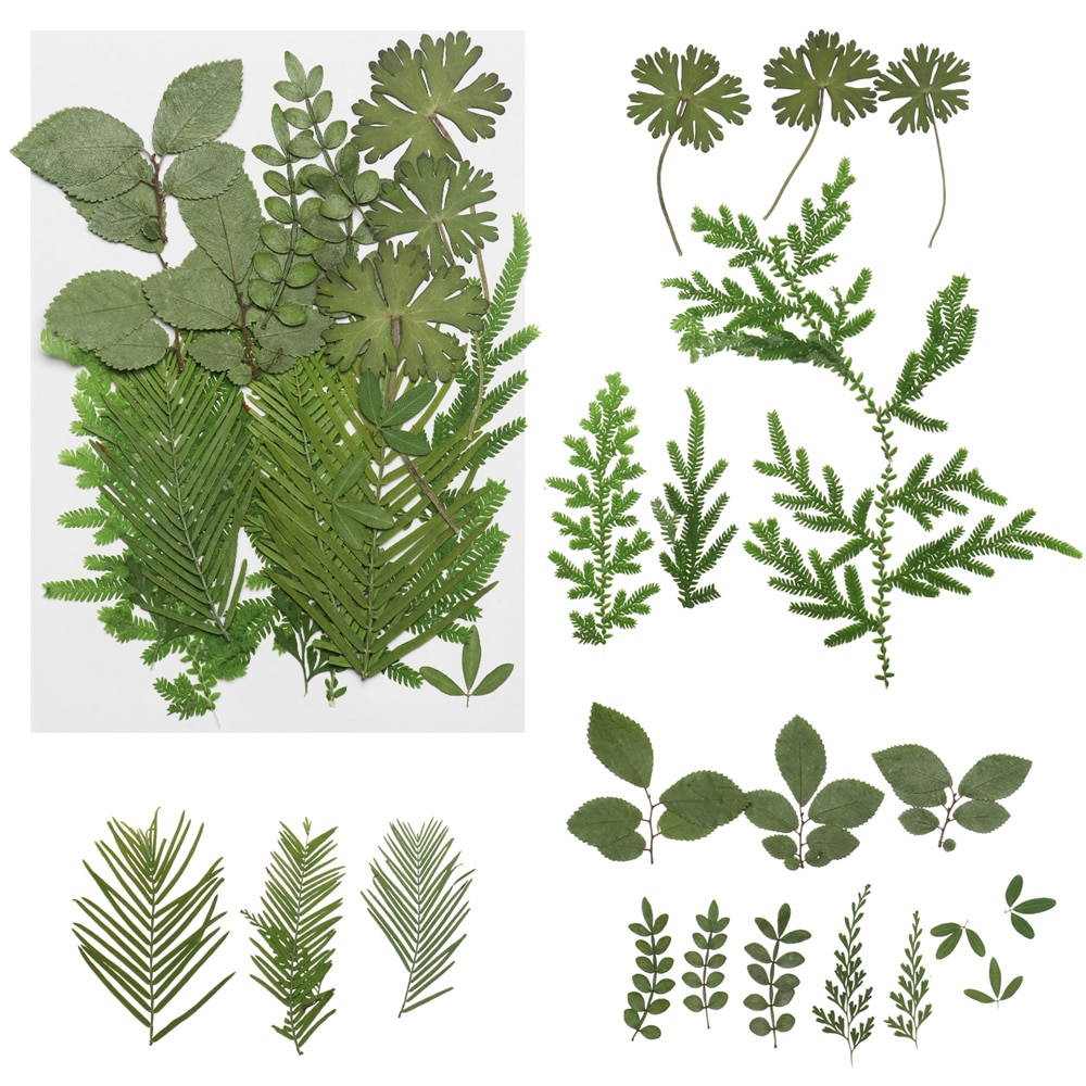 Natural Dry Leaves DIY Decorative Filling Materials Real Dried Pressed Flowers Assorted for Pressed Leaf Resin Mold Art Craft. 