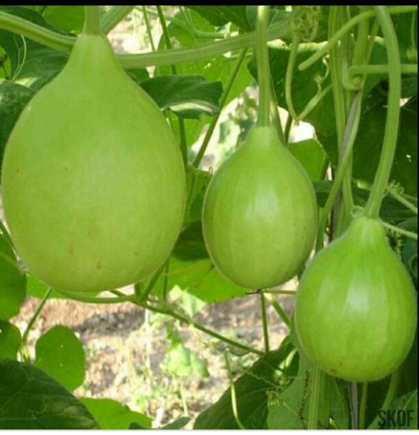 Labu/Bottle Gourd Seeds For Home Garden. 