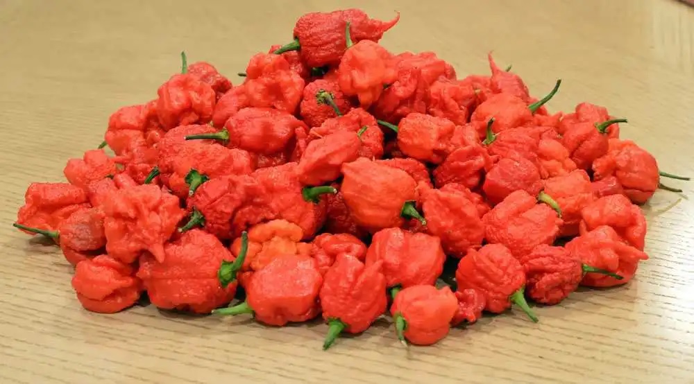 Carolina Reaper Chili Seeds, Rare World Hottest Chili, 50 Seeds, Import From The UK, 98% Germination Rate. 