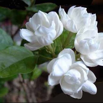 White jasmine flower plant