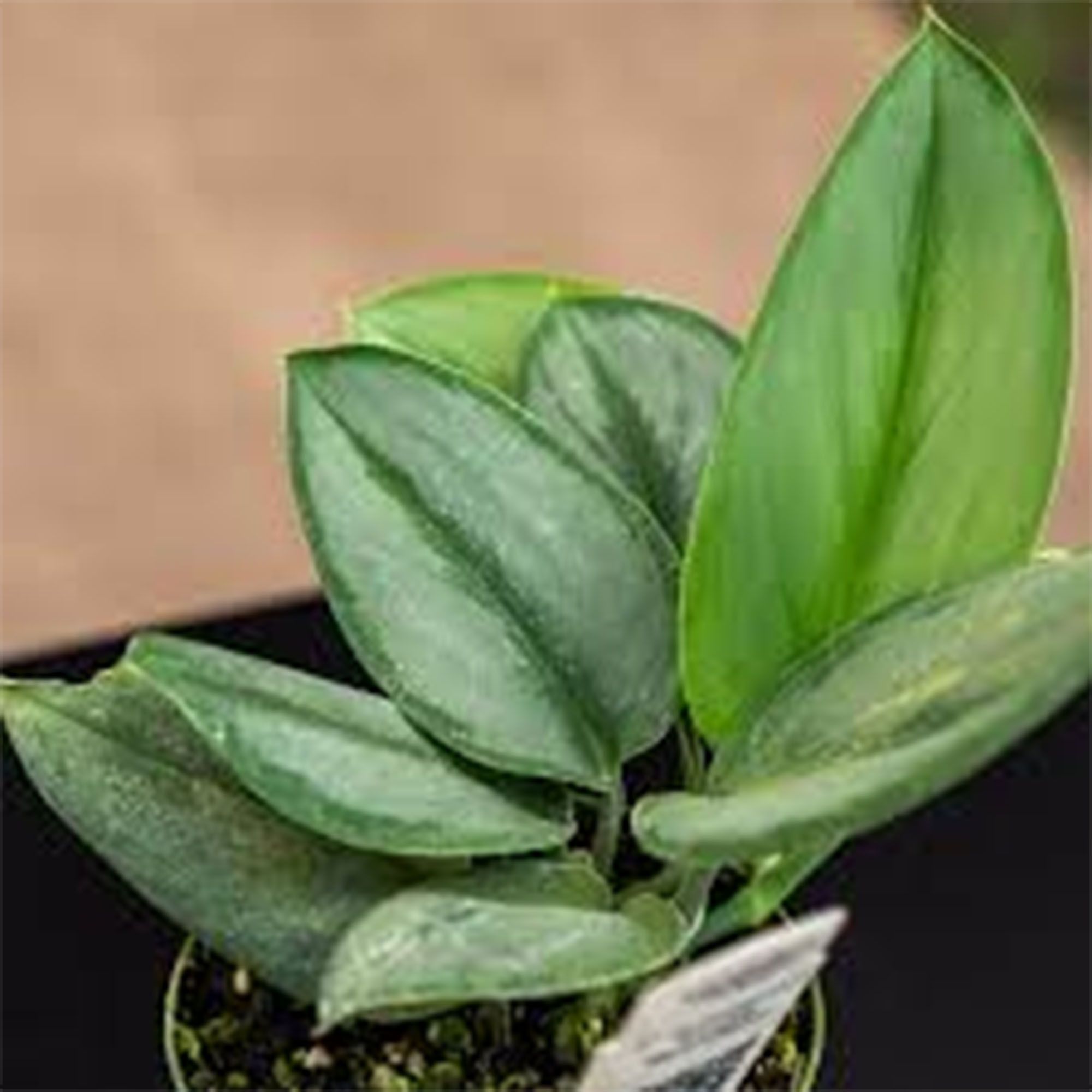 Money Plant / Golden Pothos/ Marble Queen/ N'joy /Heartleaf plant/Silver/Moonlight Pothos with pot. 