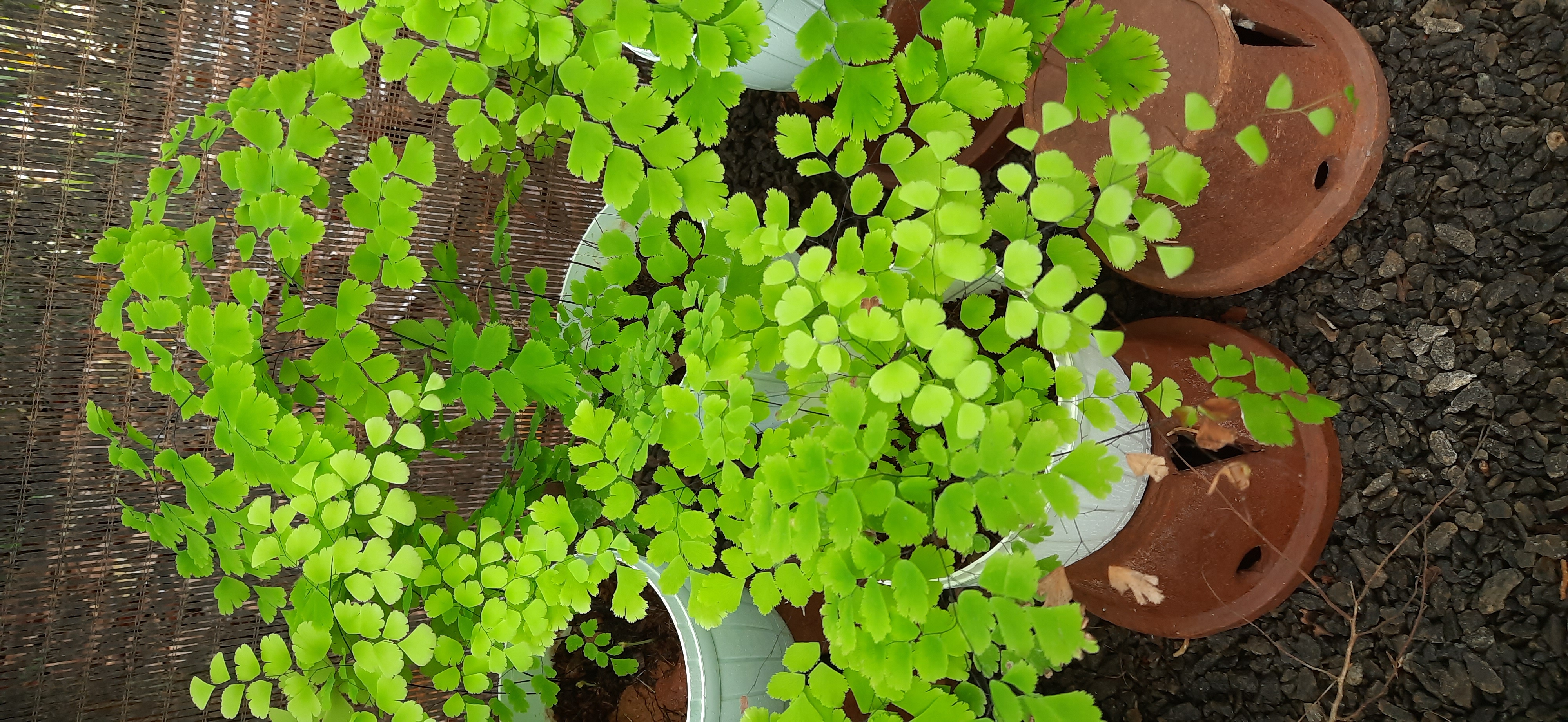 Indoor plant with pot - Southern Maidenhair Fern. 
