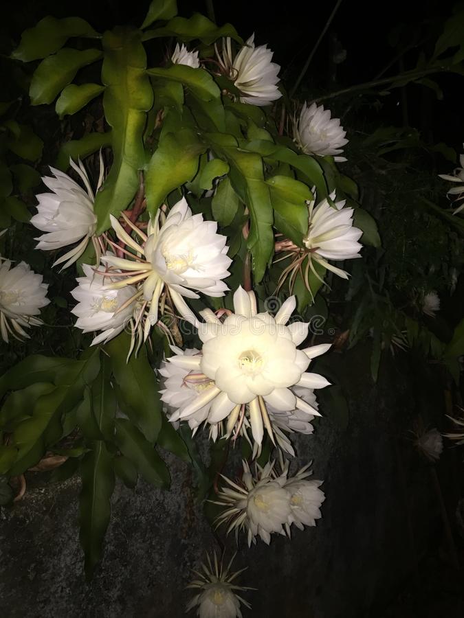 Kadupul Plant