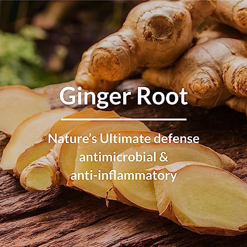 Lotus Botanicals Dandruff-Control Shampoo | Ginger Root, Tea Tree Oil | Anti Dandruff | Silicon, Sulphate & Chemical Free | For All Hair Types | 300ml (FROM IND)jez. 