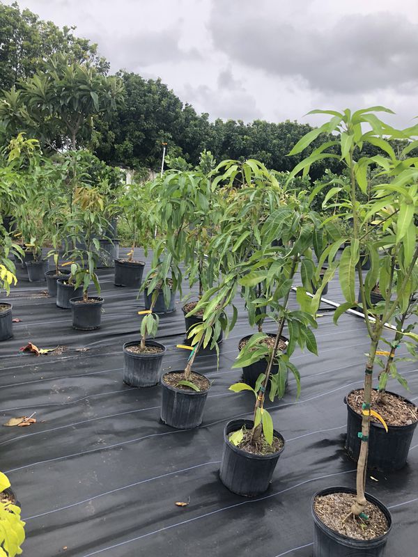 TOM E J C Mango Tree 2 + years | Grow bag. 