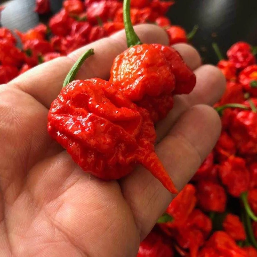 Carolina Reaper Chili Seeds, Rare World Hottest Chili, 50 Seeds, Import From The UK, 98% Germination Rate. 