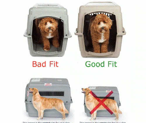 Small Pet IATA Approved Airline Travel Carrier Crate Pets Dog Cat Air Flight Box Checked Vet Visit Kennel Portable Foldable Breathable High Quality ABS PP Plastic Material Car Case Dogs Cats Medium Chrome Door Food Water Cup. 