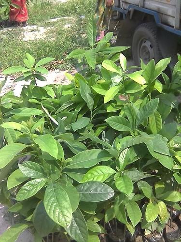 Coco plant/Cocova/chocolate plant. 